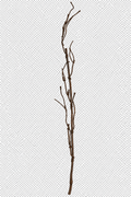 VARA CAFE 101cm
