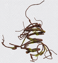RAIZ C/MUSGO CAFE 90 cm